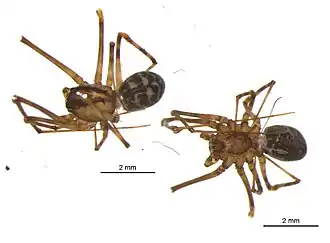 Description de l'image Scytodes redempta.jpg.
