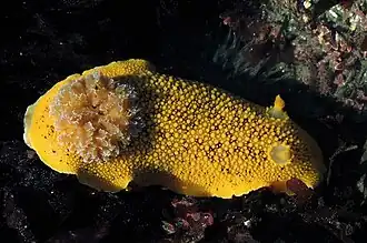 Peltodoris nobilis
