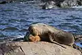Otaries à crinière se reposant sur un rocher (canal Beagle).