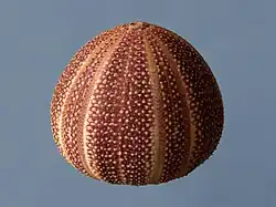 Test d'Echinus esculentus, un oursin régulier.
