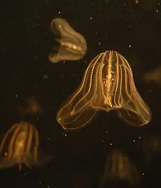 Description de l'image Sea walnut, Boston Aquarium.jpg.