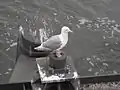 Goéland à ailes grises