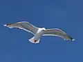 Larus argentatus argentatus.