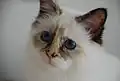 Seal-tortie.
