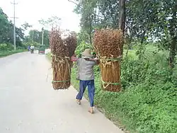 Récolte du sésame à Hainan en juillet 2013.