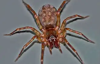 Description de l'image Seashore Spider, Portobello Otago imported from iNaturalist photo 1219091.jpg.