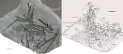 Spécimen holotype de Seazzadactylus