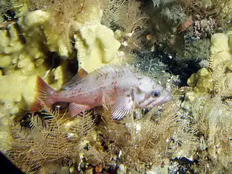 Description de l'image Sebastes polyspinis.jpg.