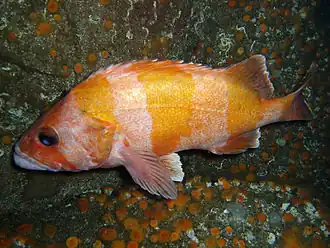 Description de l'image Sebastes rubrivinctus.jpg.