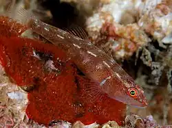 Pleurosicya mossambica