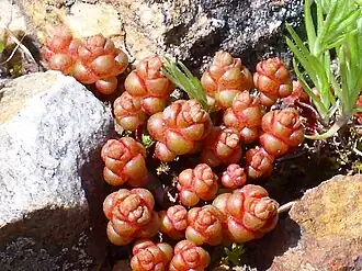 Description de l'image Sedum andegavense 2010-4-02 SierraMadrona.jpg.