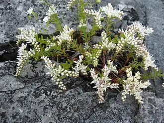 Description de l'image Sedum pulchellum.jpg.