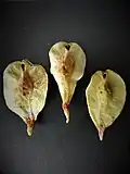 Fruit.
