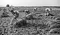Moisson du riz, Pays valencien, 1953