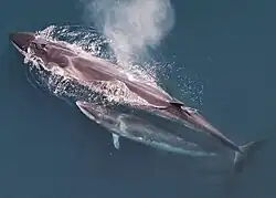 Rorqual boréal