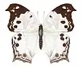 Protogoniomorpha anacardii anacardii