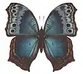 Junonia temora