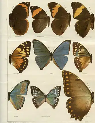 Description de l'image Seitz plate1.jpg.