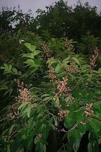 Description de l'image Sela-Lagerstroemia loudonii85.jpg.