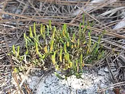 Sélaginelle de sable (Selaginella arenicola)