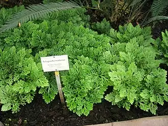 Description de l'image Selaginella martensii - Berlin Botanical Garden - IMG 8724.JPG.