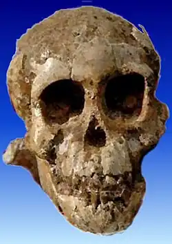 Selam (A. afarensis)
