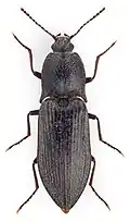 Selatosomus impressus.