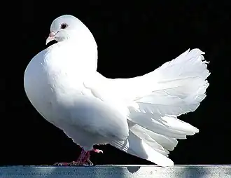Seldjoukide.