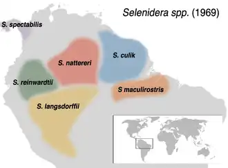 Description de l'image Selenidera.png.
