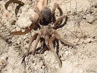 Description de l'image Selenotypus plumipes 14922362.jpg.