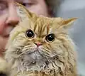 Un selkirk rex red tabby.