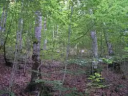 Sous-bois.