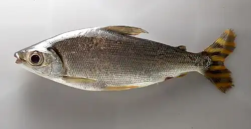 Semaprochilodus sp.