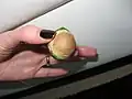 Fruit.
