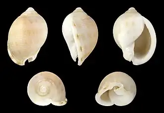 Semicassis saburon.
