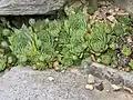 Joubarbe des toits (Sempervivum tectorum)