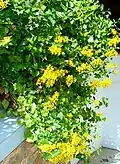 Dans une terrasse de jardin