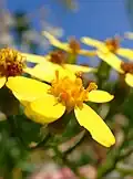 Fleurons de disque