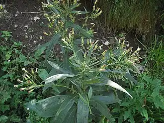 et le Séneçon fausse cacalie (Senecio cacaliaster).