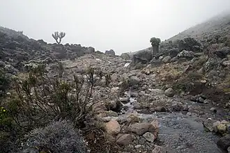 La végétation au niveau de l'étage afro-alpin se fait pauvre et éparse.