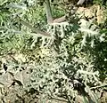 Feuilles et tiges