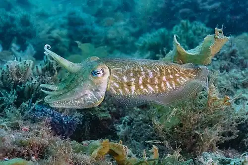 Une seiche commune dans le parc naturel de l'Arrábida.