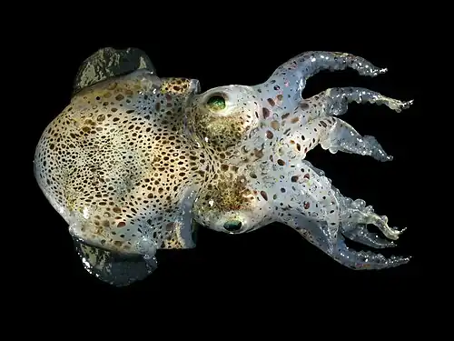 Sepiola atlantica, un Sepiida.