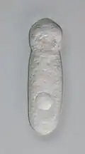 Septate gregarine