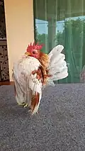 Coq saumon blanc doré