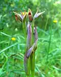 Song of the Small Tongue Orchid (no 34, 2016)