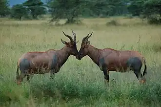 Parc national du Serengeti, Tanzanie (D.&nbsp;jimela ?)