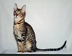 Un mâle Serengeti