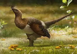 Vue d'artiste d'un Pennaraptora paravien, Serikornis par Emily Willoughby.