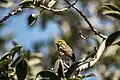 Serin cini (Serinus serinus),Tunisie